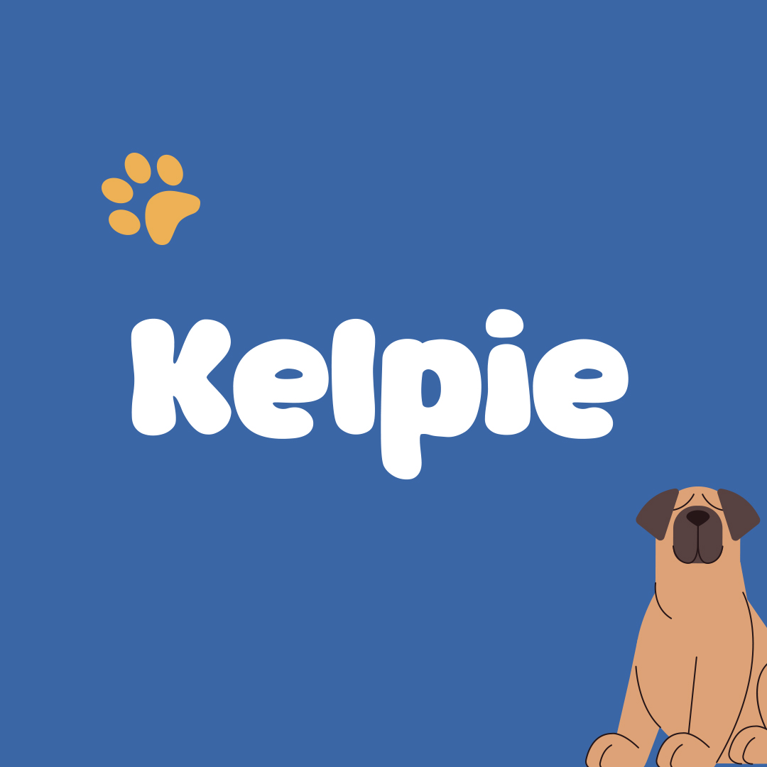 A playful design featuring the Kelpie logo with a dog illustration and paw patterns, set against a bright blue background.